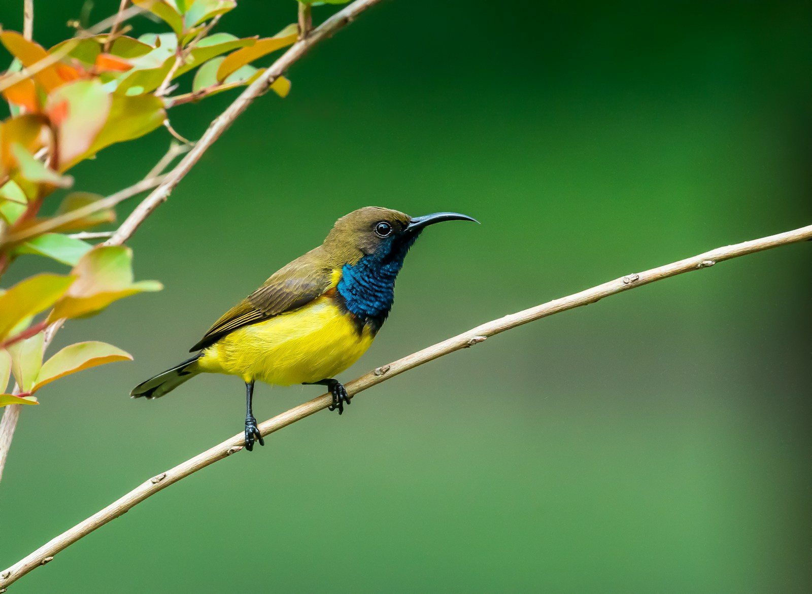 A small nectarivorous bird found on Kilimanjaro highlands.