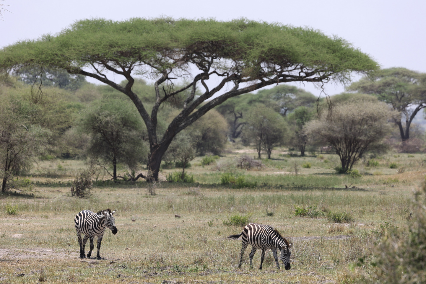 Dominating the park, these woodlands provide shelter and food for various herbivores, including giraffes and buffalo.