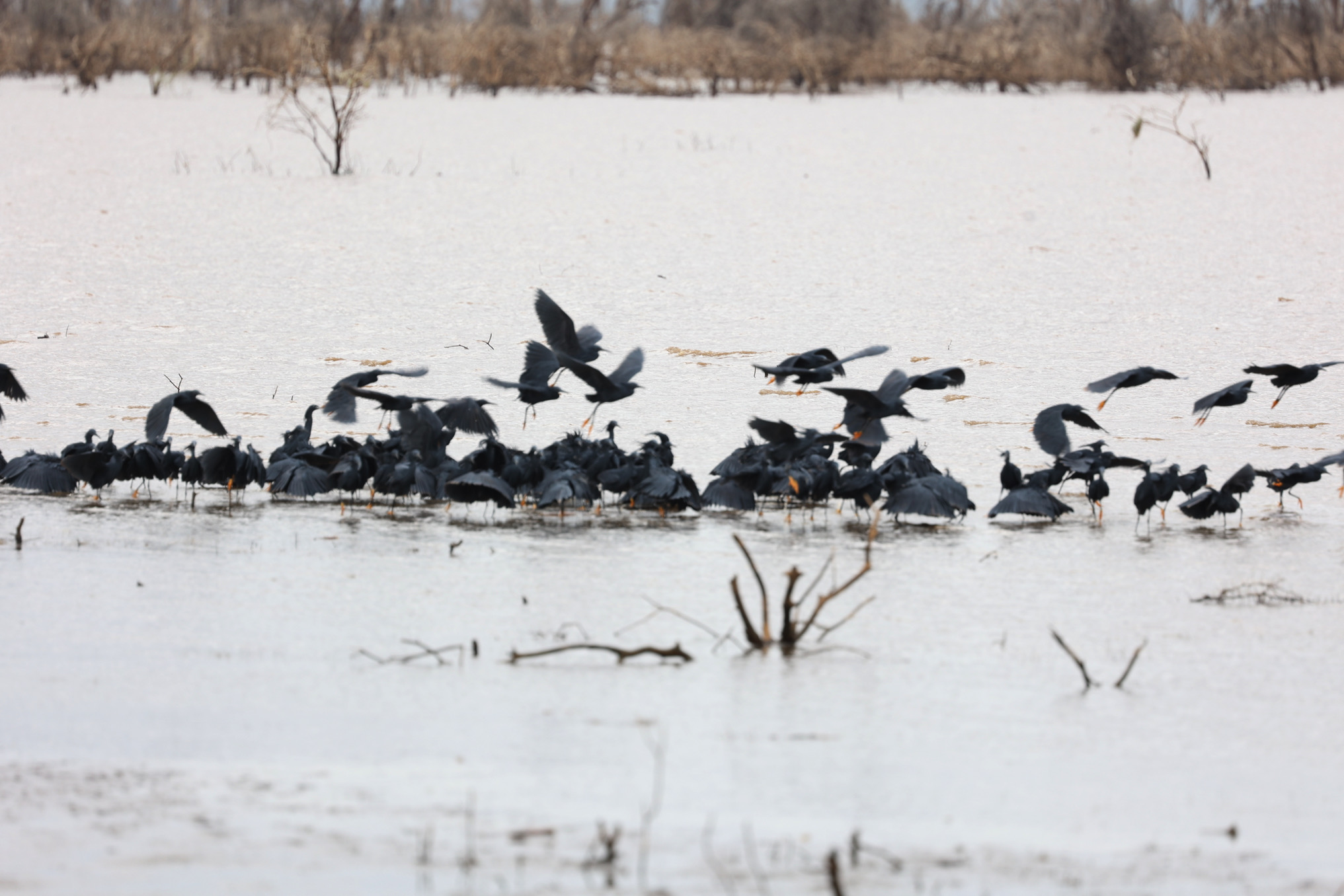 Lush and green year-round, these dense forests near the park entrance are fed by underground springs and are home to monkeys, elephants, and birds.