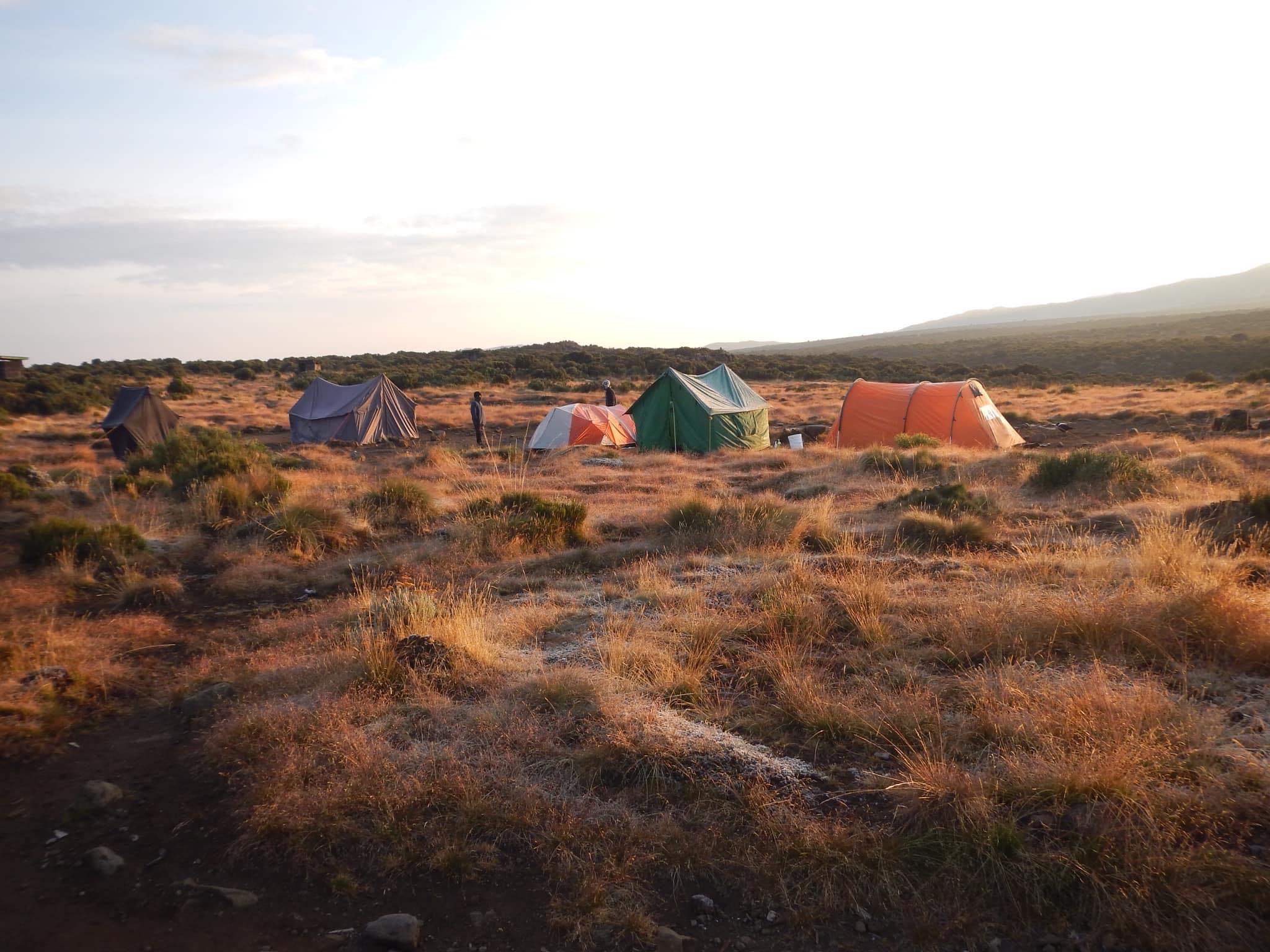 A semi-alpine area with heath plants and colorful wildflowers.