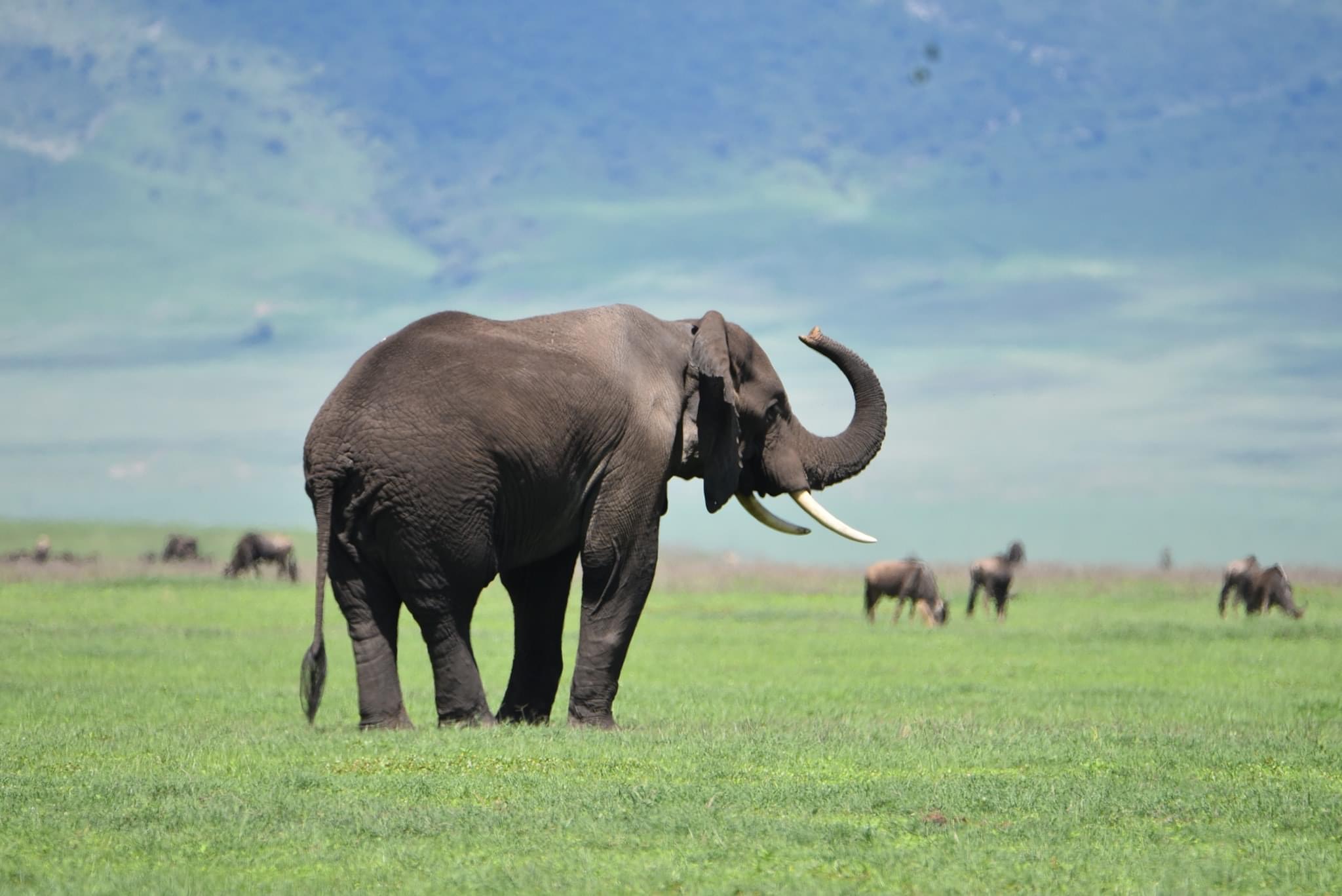 The Elephants  are Known for their intelligence and complex social structures.