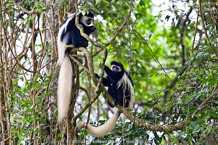 One of the true treasures of Kilimanjaro