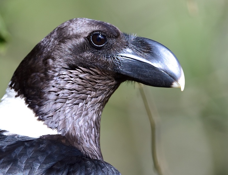 Aptly named for the prominent white band on the back of its neck. 
