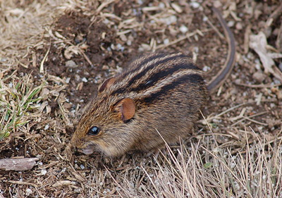 One of the smaller animals on Kilimanjaro