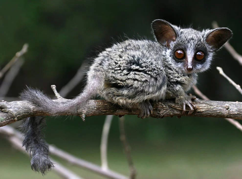 These are small nocturnal primates native to Pemba and some areas in Sub Sahara - Africa