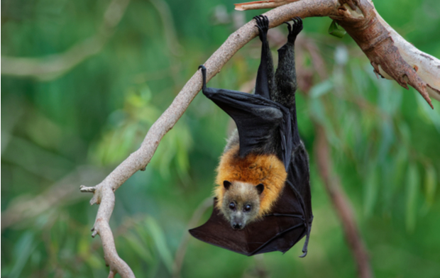 The Pemba flying fox is a species of flying fox in the family Pteropodidae. 