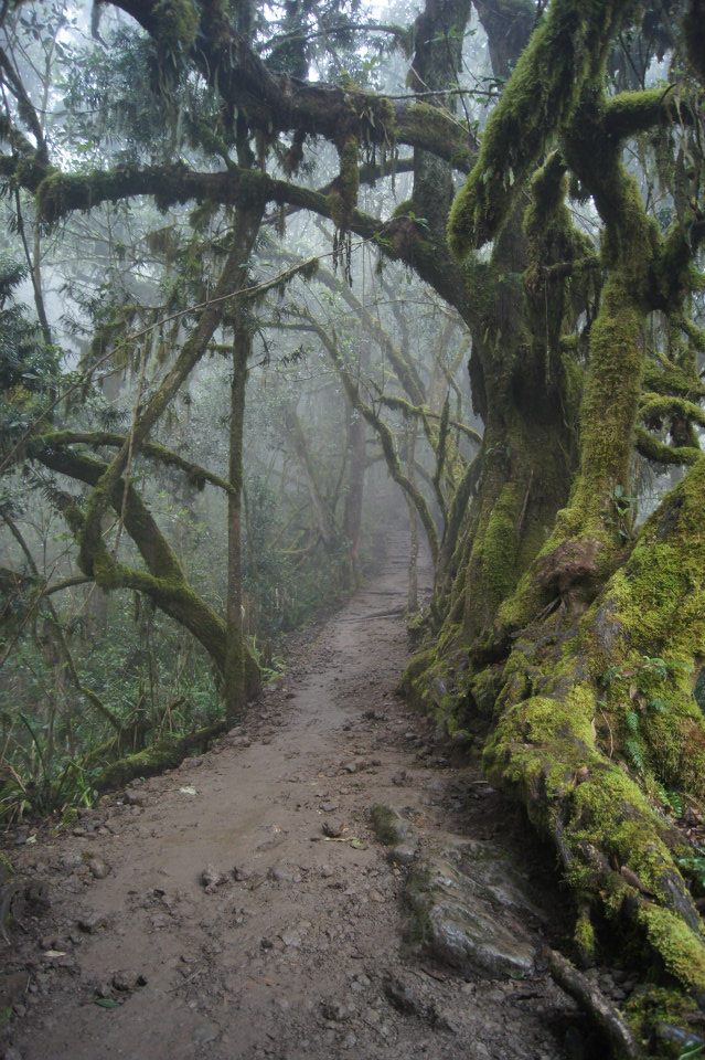 Dense rainforest rich in wildlife, with frequent mist and lush vegetation.