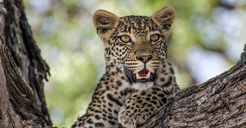 Leopards are spotted dangling from acacia tree branches.
