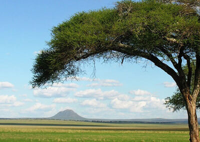 These seasonal wetlands attract large herds of animals during the dry season, offering a vital grazing ground for species like wildebeest and zebras.