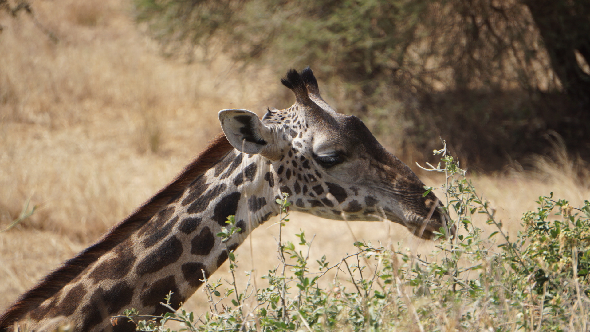 The tallest living terrestrial animal and the largest ruminant on Earth.