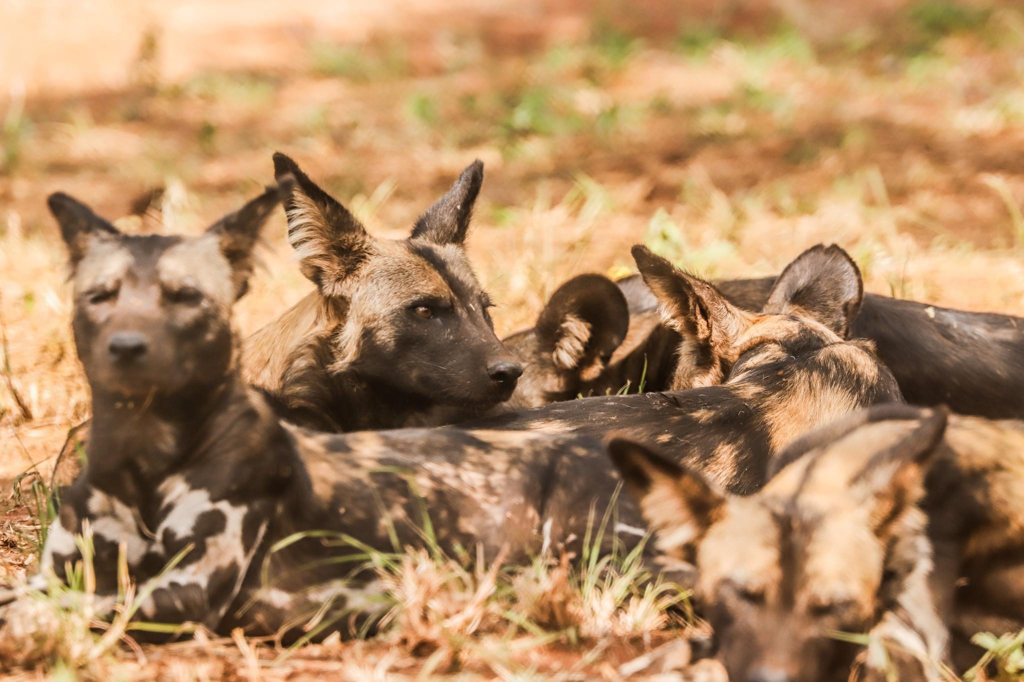 The African wild dog, also known as the painted dog or Cape hunting dog, is a wild canine native to sub-Saharan Africa. 