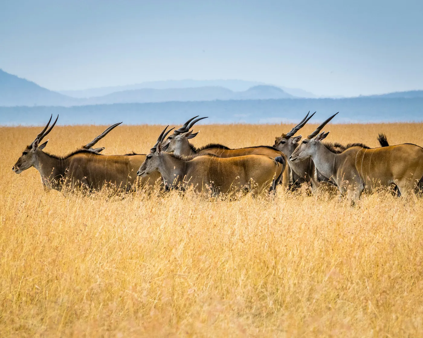 These are large antelopes with long, spear-like horns .