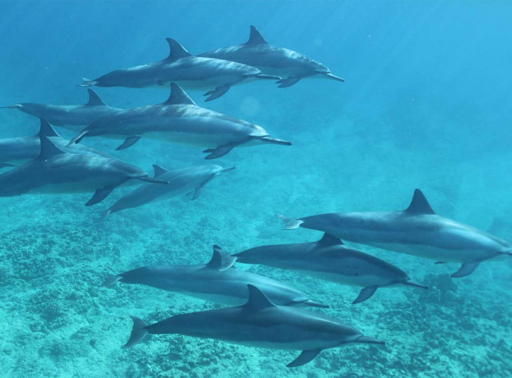 Small dolphins found in off-shores tropical water around the world.