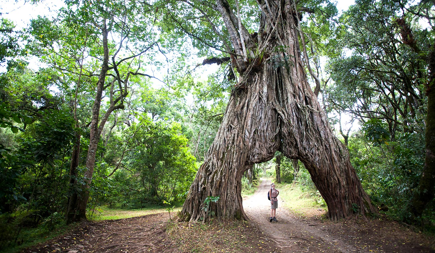 Dense, lush rainforest with a high humidity level. Home to a variety of plant and animal species.