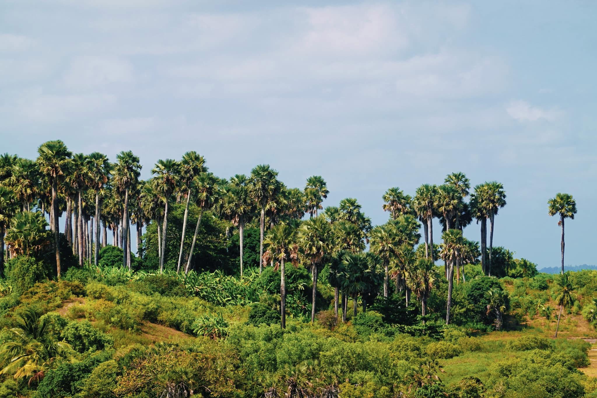 Pemba Palm trees are native and one of the few Dypsis species.