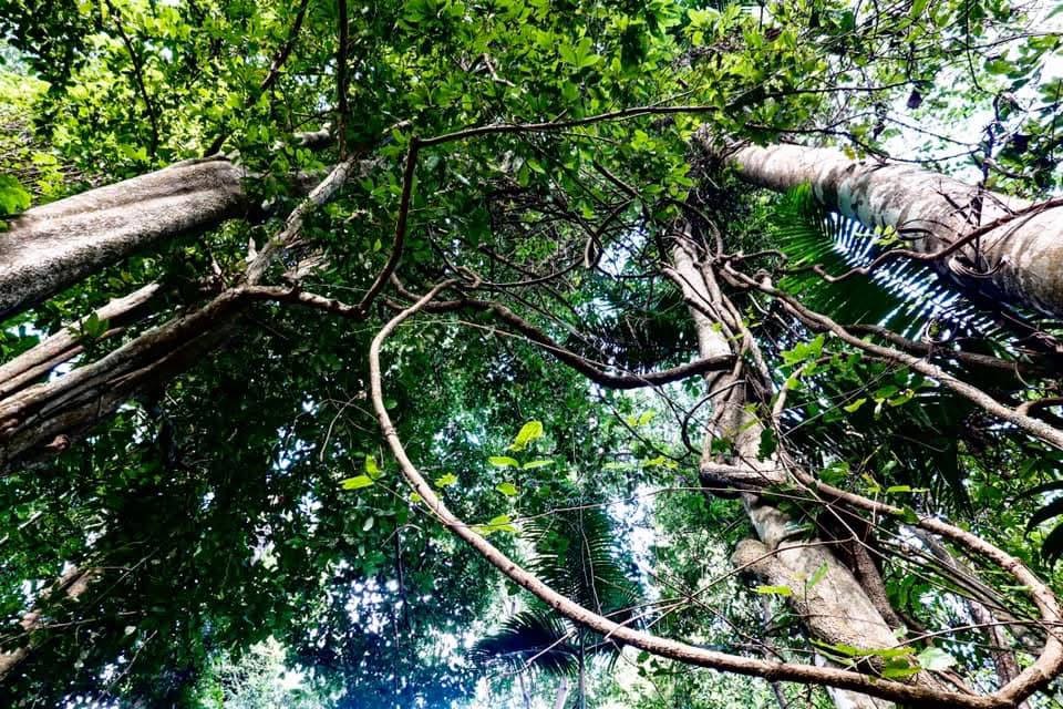 Ngezi indigenous forest covered much of the island, and as close to rainforest that you'll get anywhere on Zanzibar.