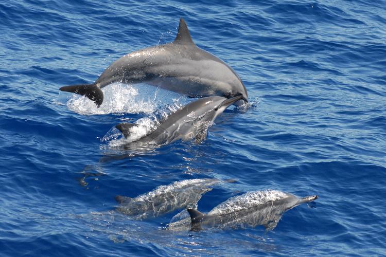 Small dolphins often spotted off the northwest peninsula of Pemba Island.