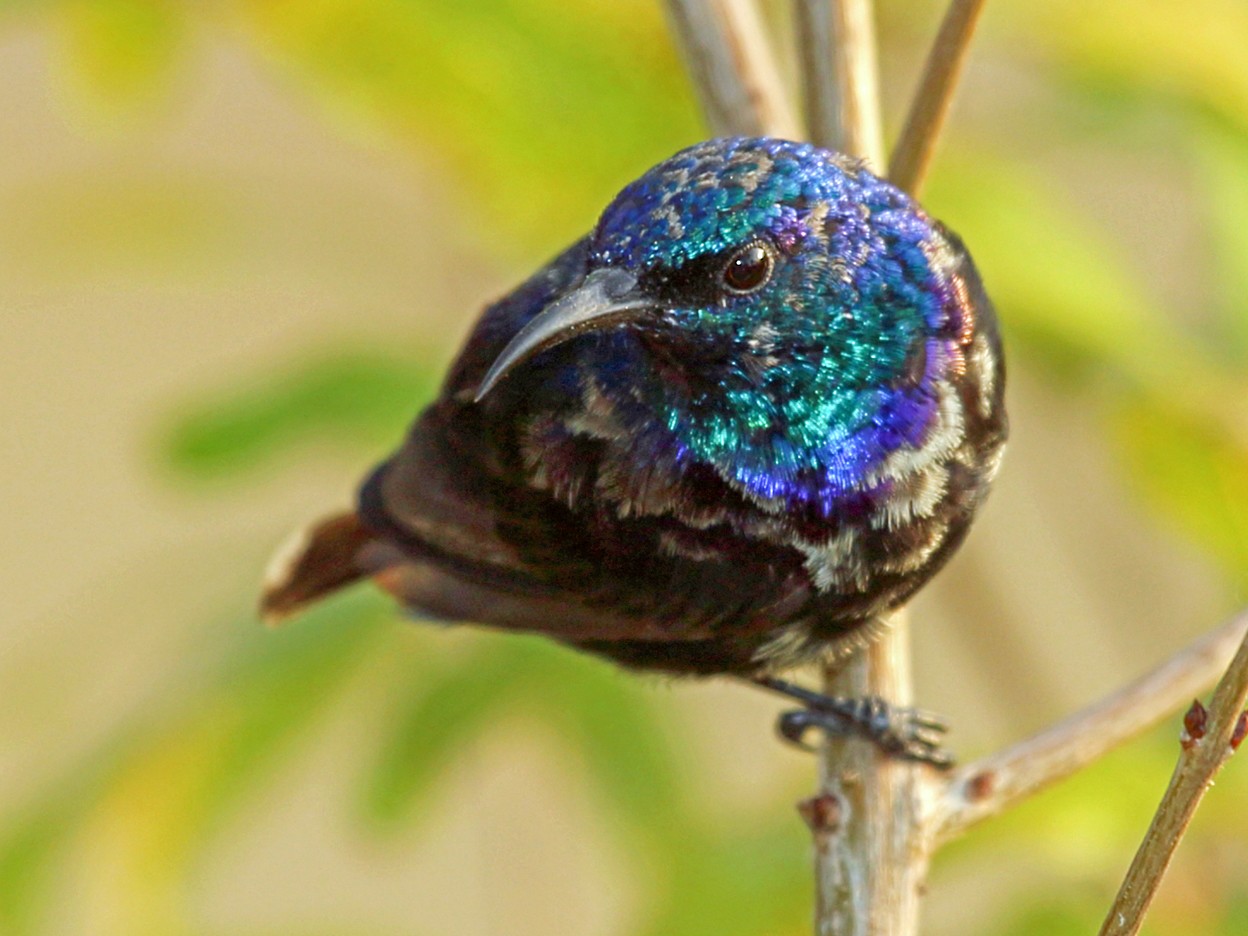 The Pemba sunbird is a species of bird in the sunbird family. It is endemic to Pemba Island.