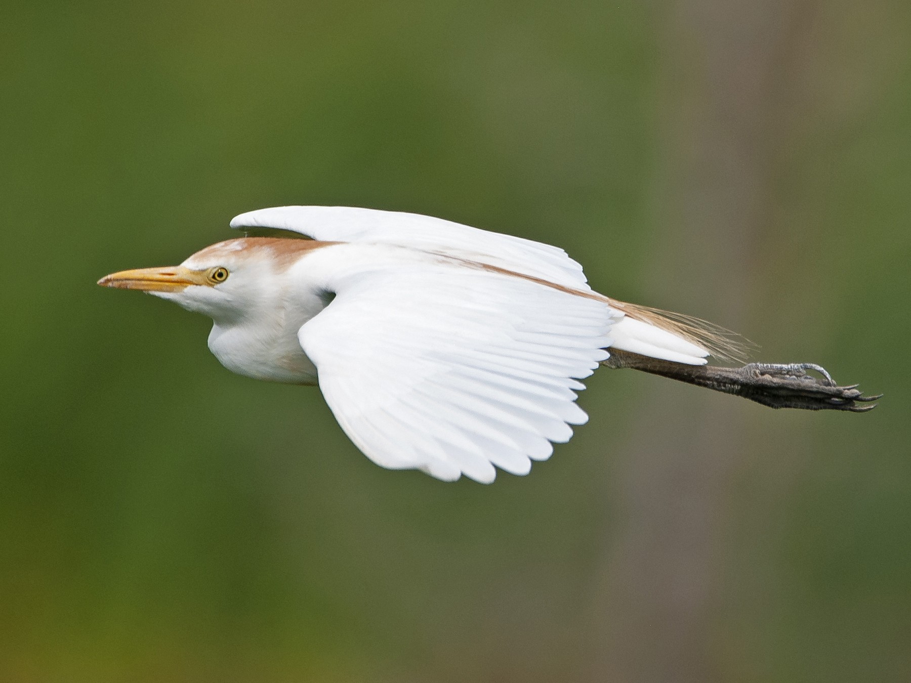 More frequently seen in dry habitats than other egrets