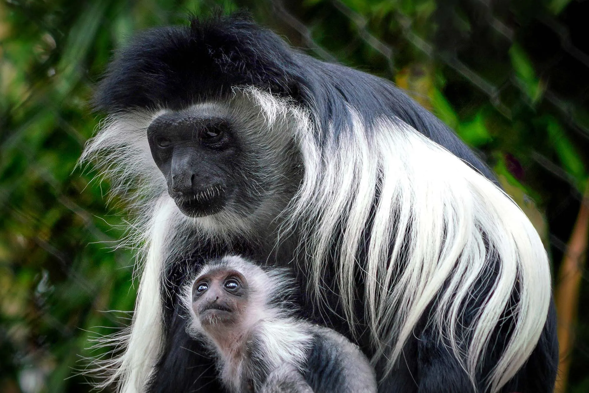 Old World monkeys of the genus Colobus