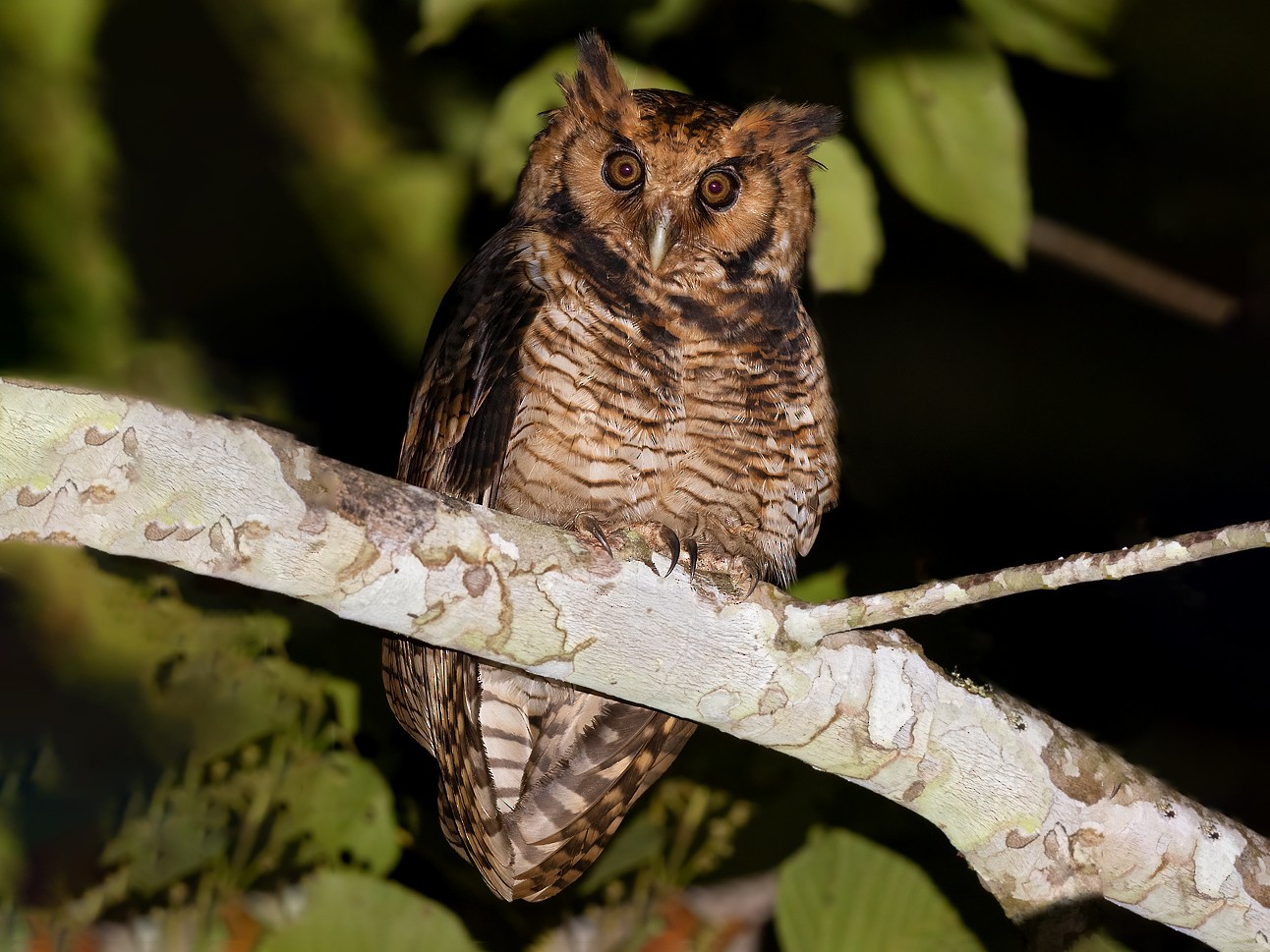 Endemic Owl species of Usambara