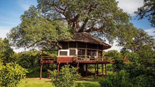 Tarangire tree top