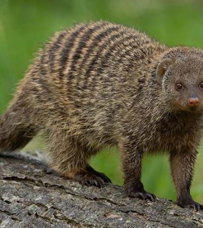 Banded Mongoose