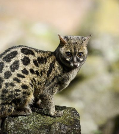 Genet cat, genus Genetta a slender cat-like animal,  Aberdare, Kenya