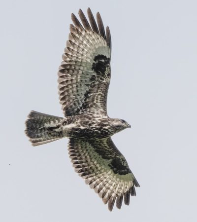 Mountain buzzard