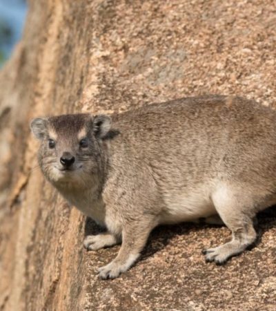 Rocky and tree hyraxes