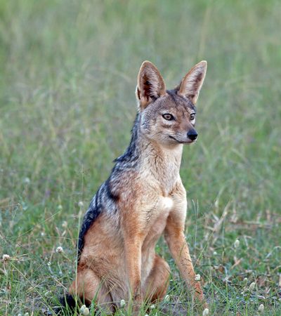 Silver backed Jackals
