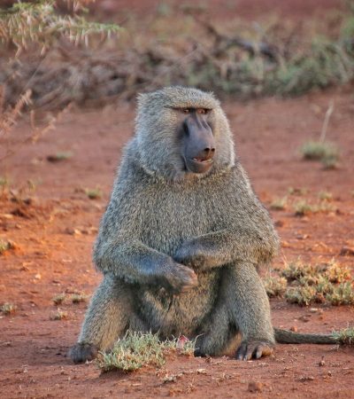 baboons