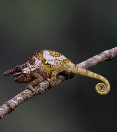 blade-horned-chameleon