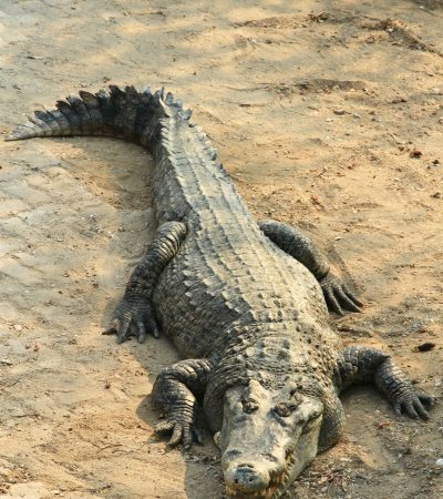 crocodile