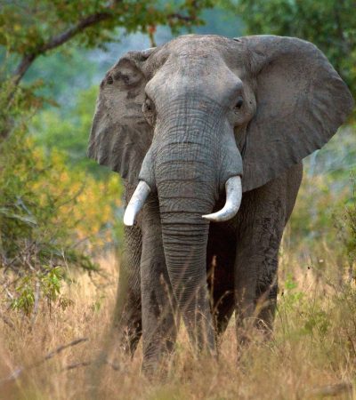 Male African elephant (Loxodonta africana) in Selous Game Reserve, Tanzania. Selous has lost about 90 per cent of its elephants to poachers in recent years.

All web usage, social media, press release and print. Worldwide 5 years. No 3rd party usage without explicitly mentioning WWF. No merchandising use.