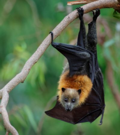 flying-fox