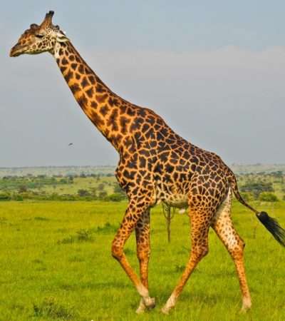 giraffe
