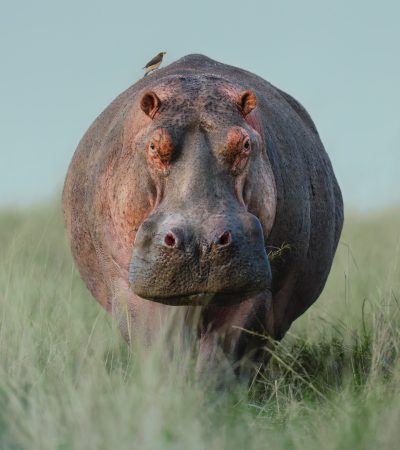 hippo