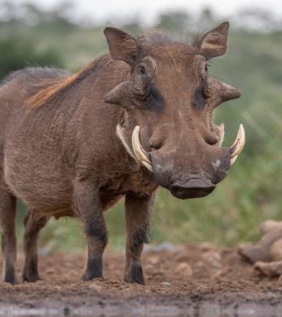 warthogs