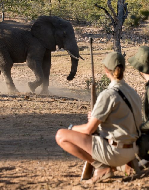 Guided Walking Safari