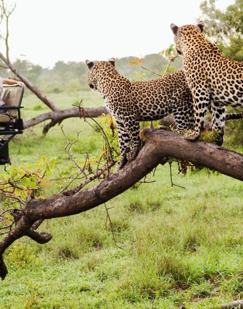 Game Drives