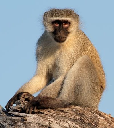Vervet monkey (Cercopithecus aethiops) sitting in a tree, South Africa
