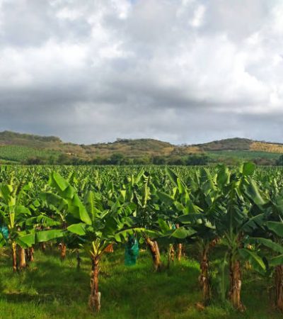 Banana plantation trees. Panoramic view of banana plantation in the French West Indies under stormy skies. Ecological and sustainable agriculture. Banana trees in in Martinique.