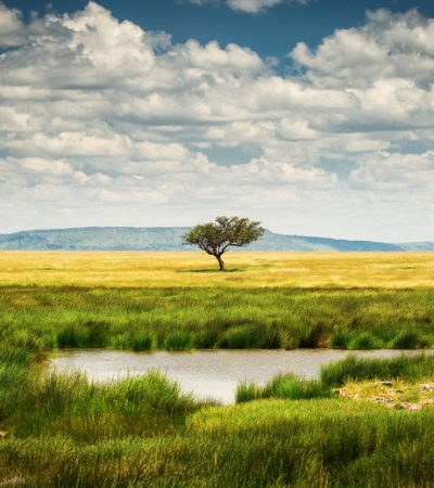 Single tree near to a lake and lot of grass aroud and beautiful clouds in background in National Park of Serengeti Tanzania