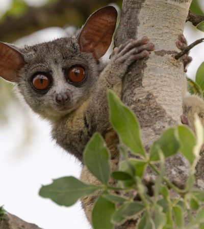 wba-img-89 wba-img-89