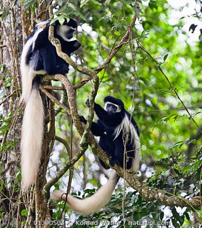 Black and White Colobus monkeys (Colobus guereza) Arusha National Park, Tanzania, East Africa