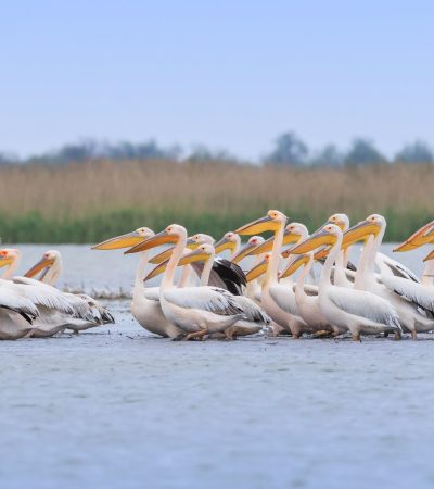 white-pelicans
