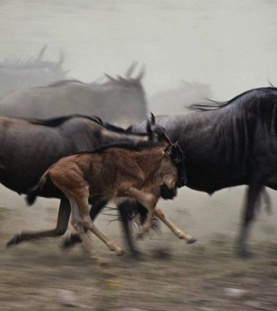 wildebeest