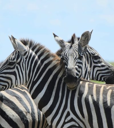 zebra